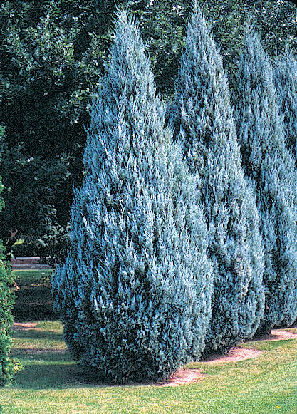 Juniper scop Moffettii 