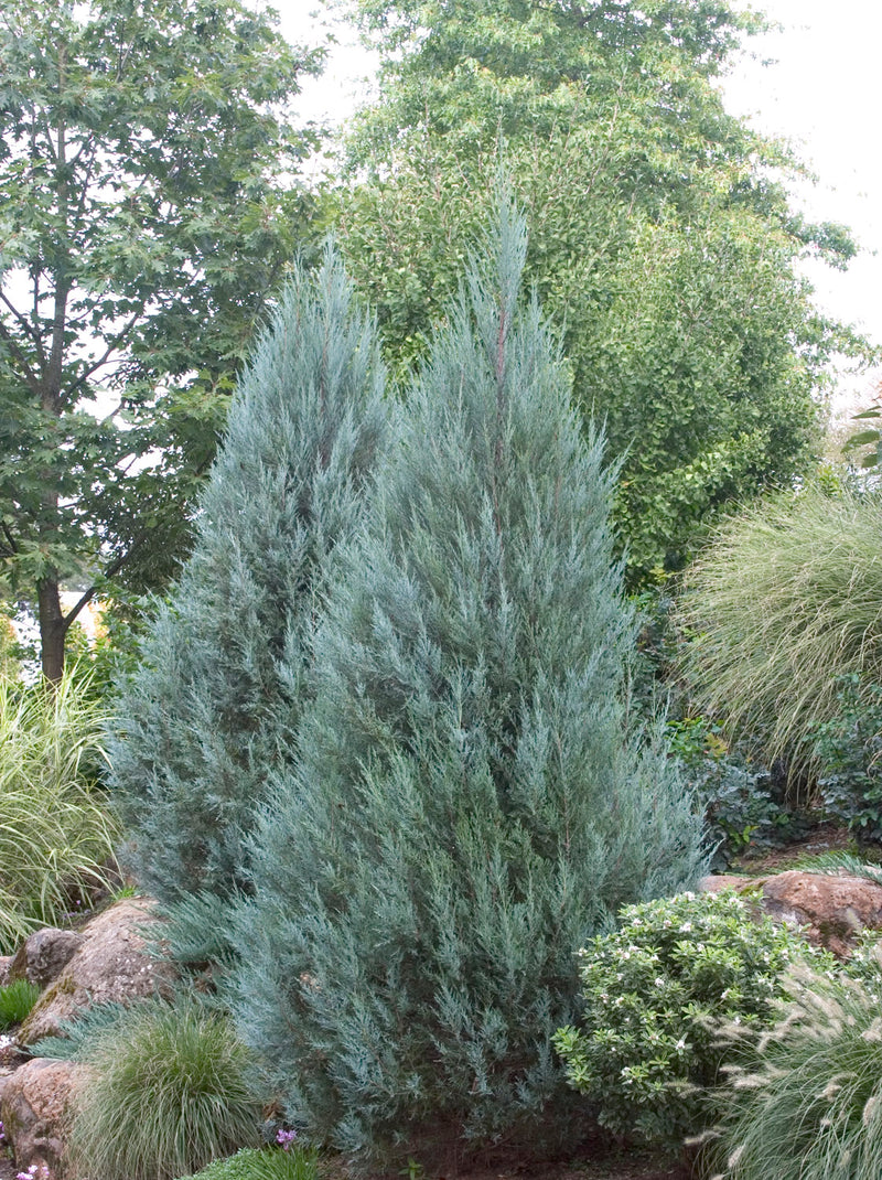 Juniper scop Moonglow 