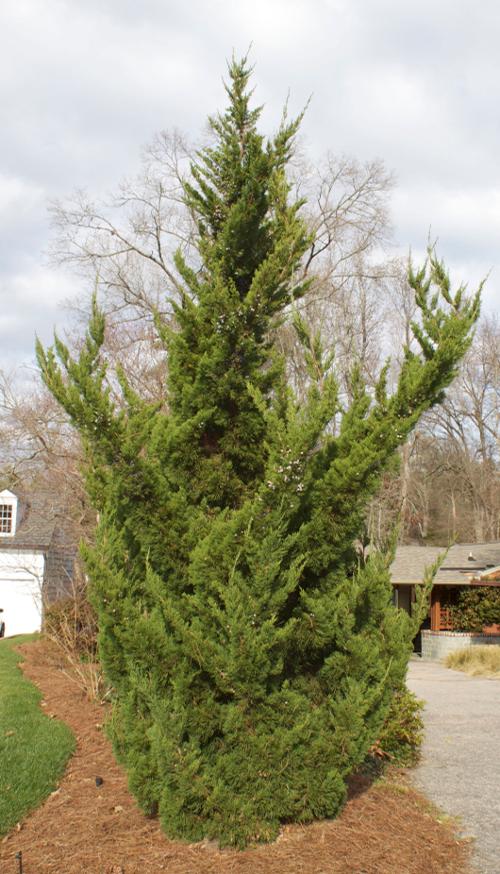 Juniper ch Torulosa 