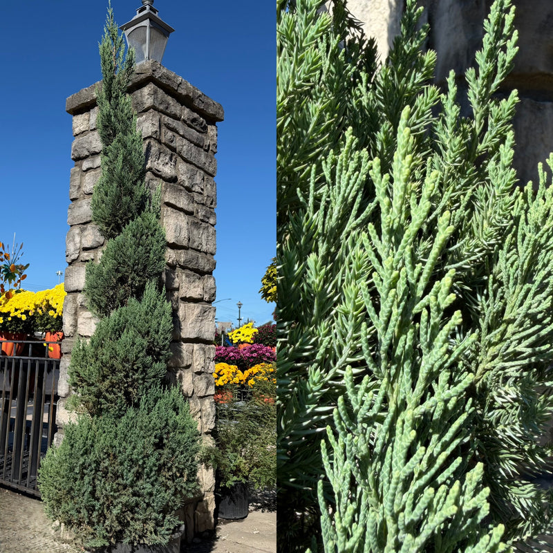 Juniper ch Blue Point 