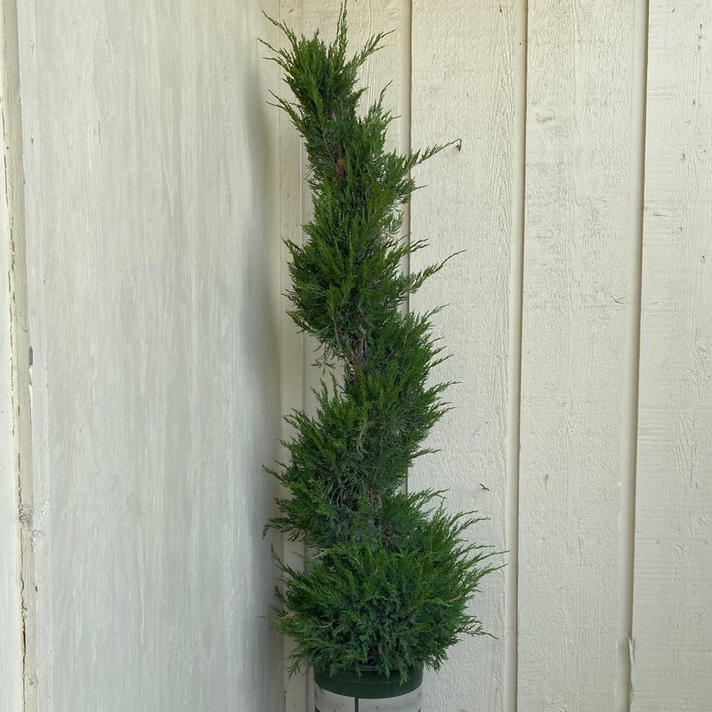 Juniper ch Mint Julep spiral 