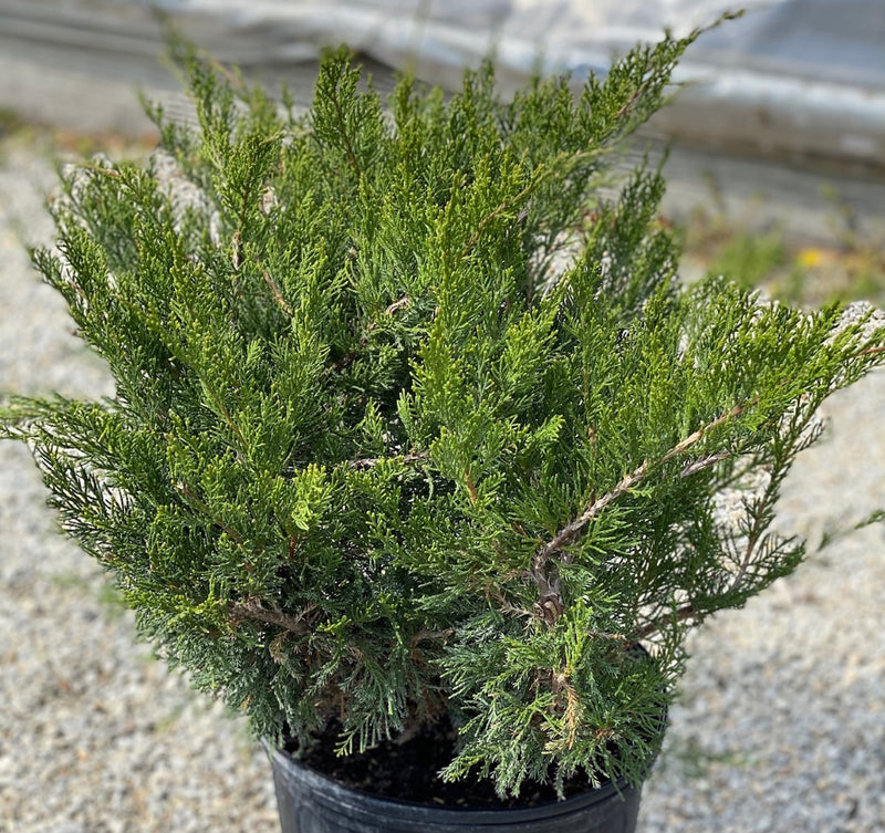 Juniper ch Mint Julep 