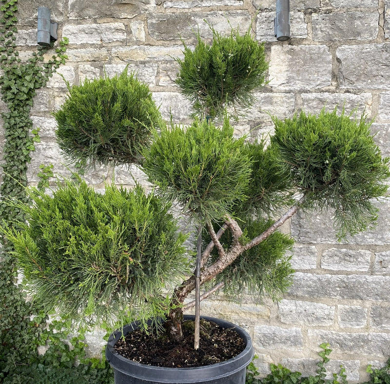 Juniper ch Sea Green serpentine 