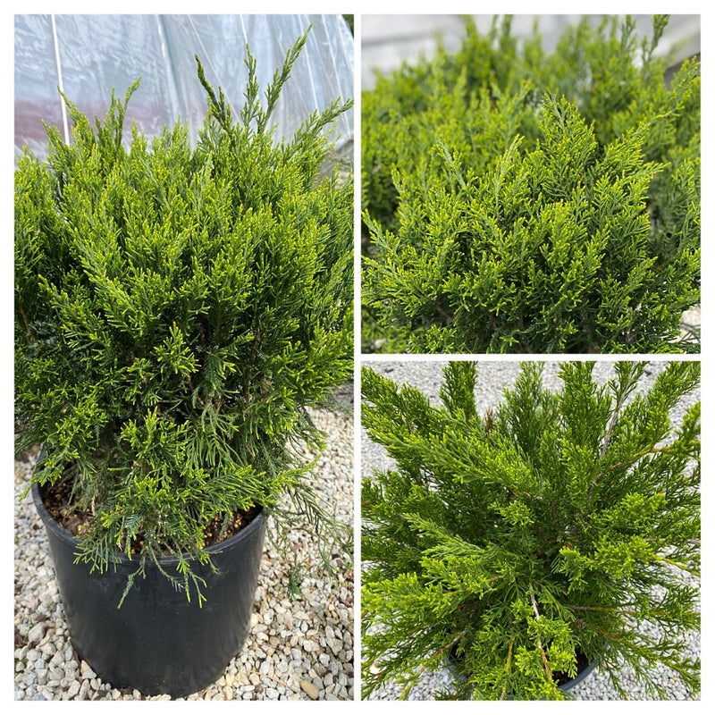 Juniper ch Sea Green 