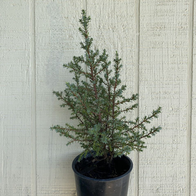 Juniper com Miniature 