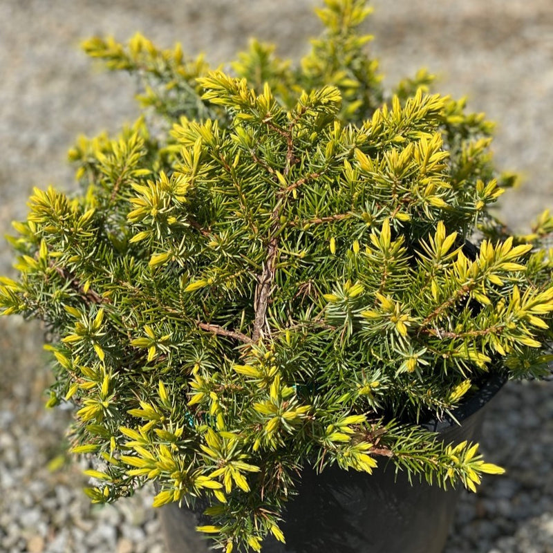 Juniper con Golden Pacific 