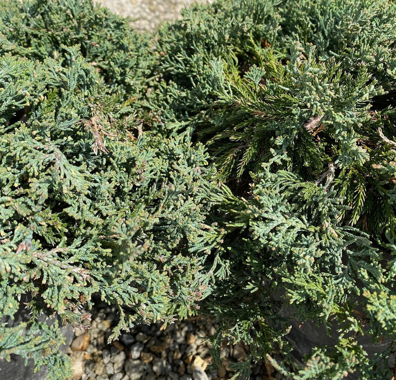 Juniper h Wiltoni(Blue Rug) 