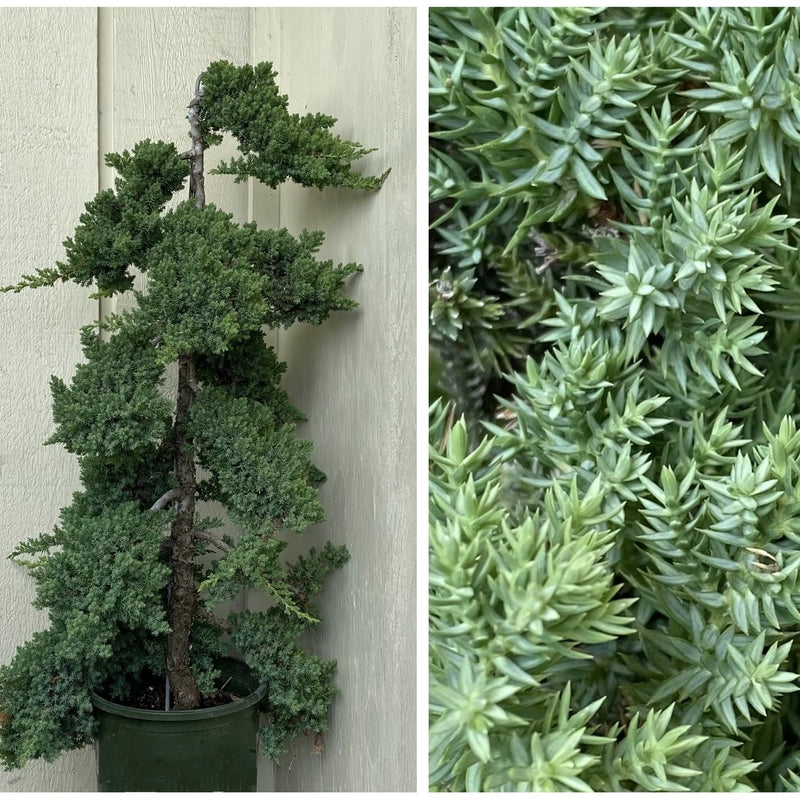 Juniper pro nana 