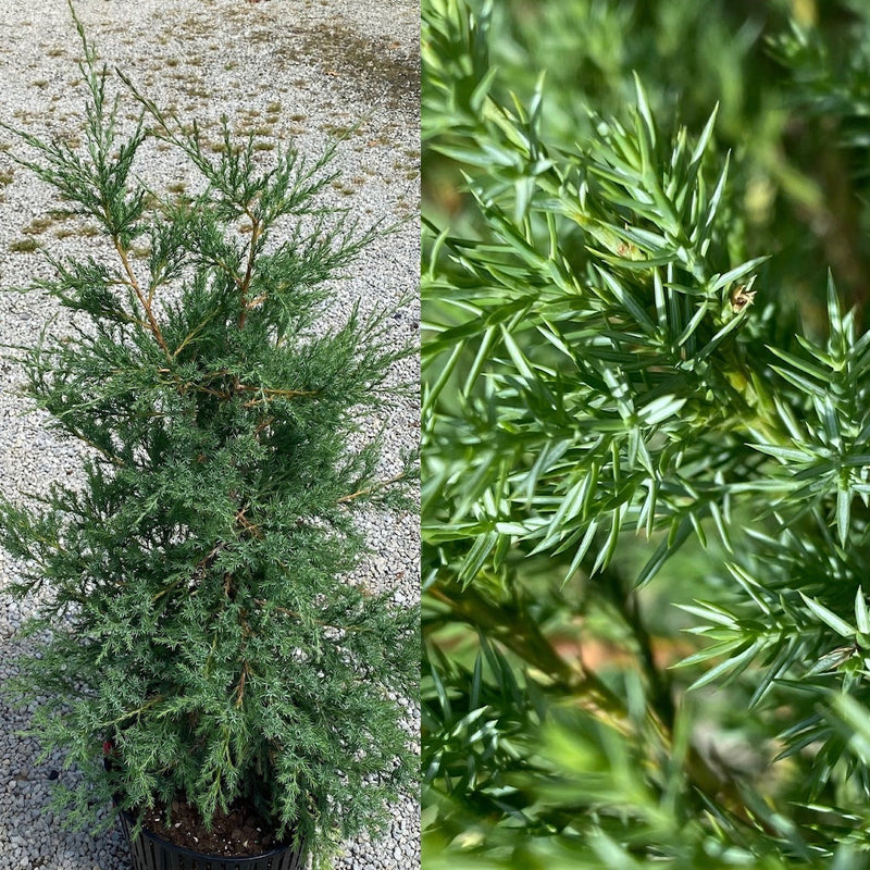 Juniper virginiana 