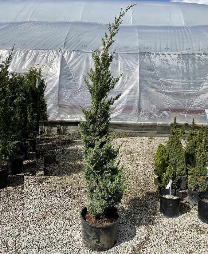 Juniper ch Trautman spec