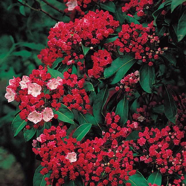 Kalmia l Olympic Fire 