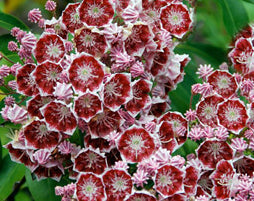 Kalmia Bullseye 