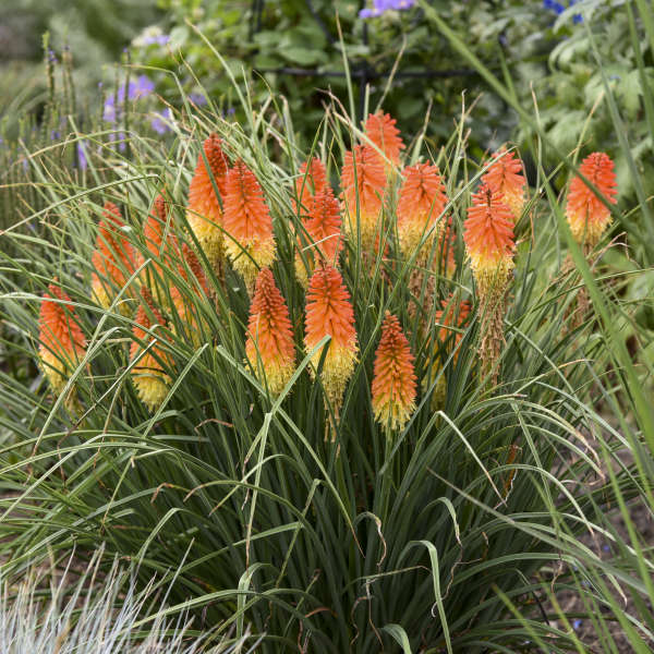 Kniphofia Backdraft PW