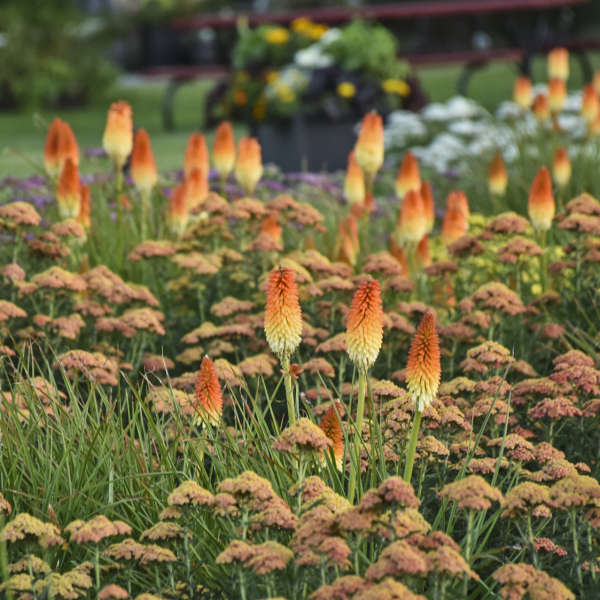 Kniphofia Hot and Cold PW