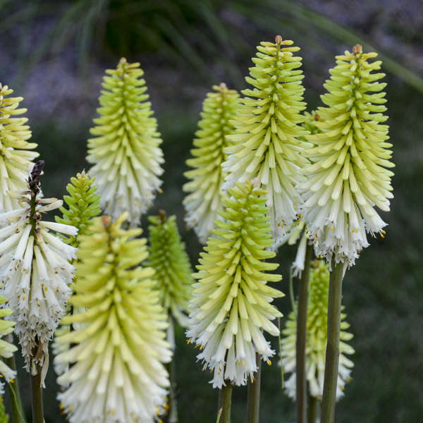 Kniphofia Lady Luck 