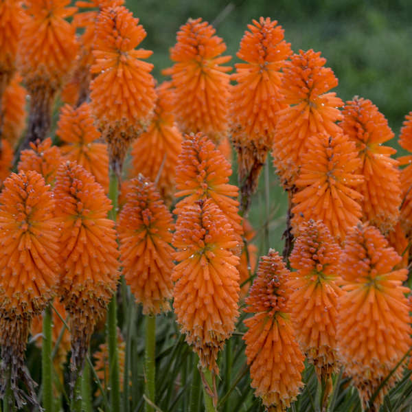Kniphofia Orange Blaze PW