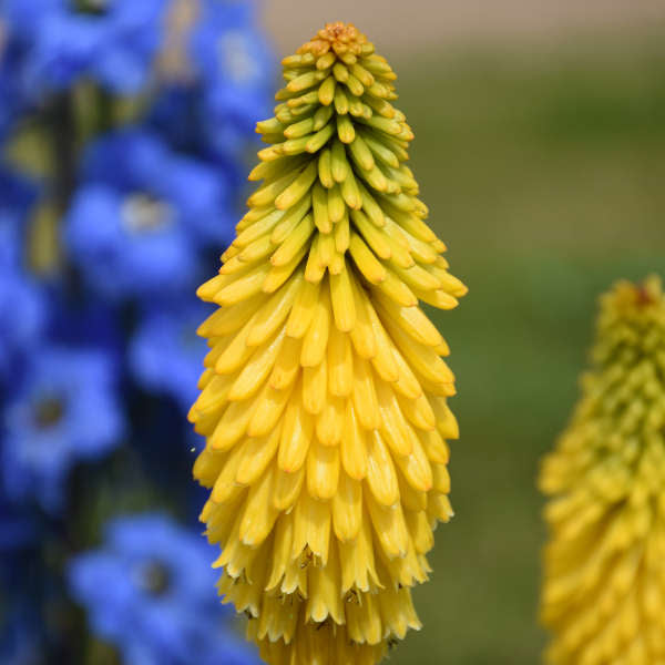 Kniphofia Solar Flare PW