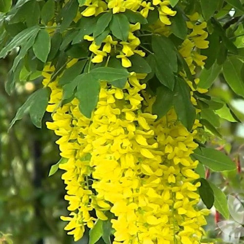 Laburnum x Wat Vossii TF 