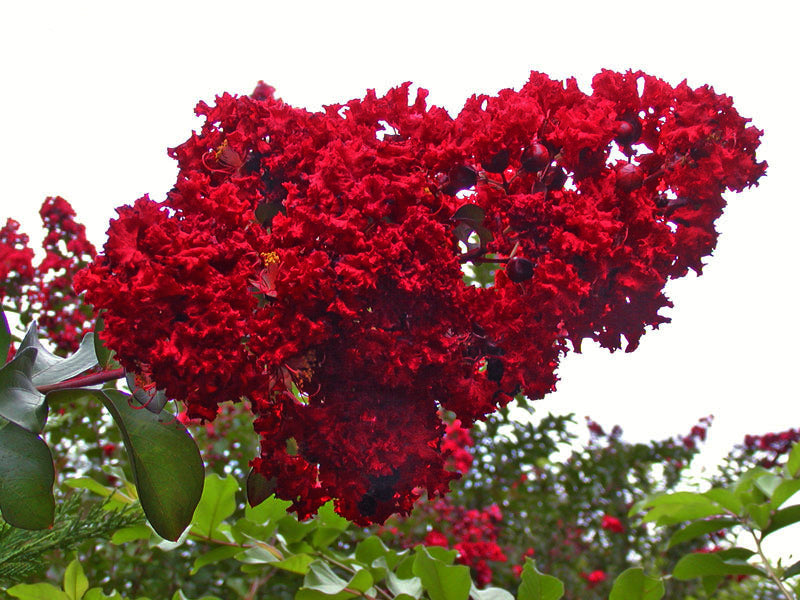 Lagerstroemia Dynamite 