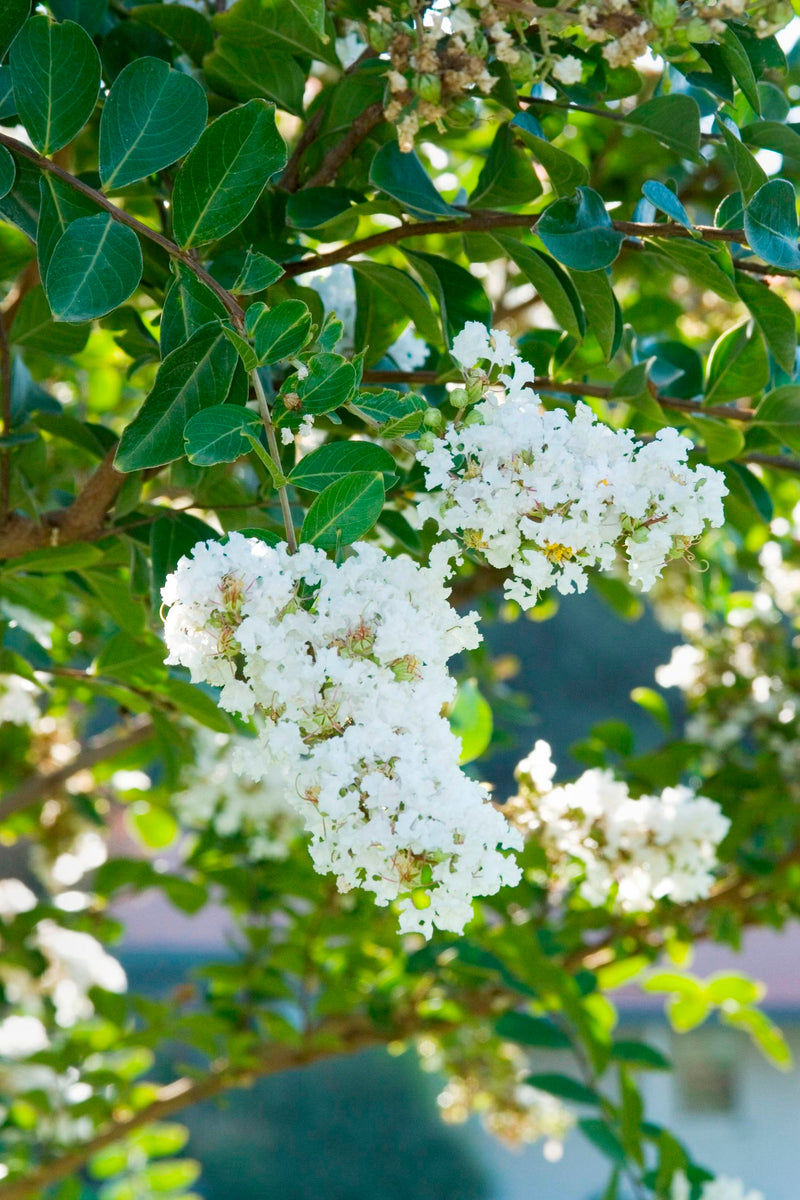 Lagerstroemia Acoma 