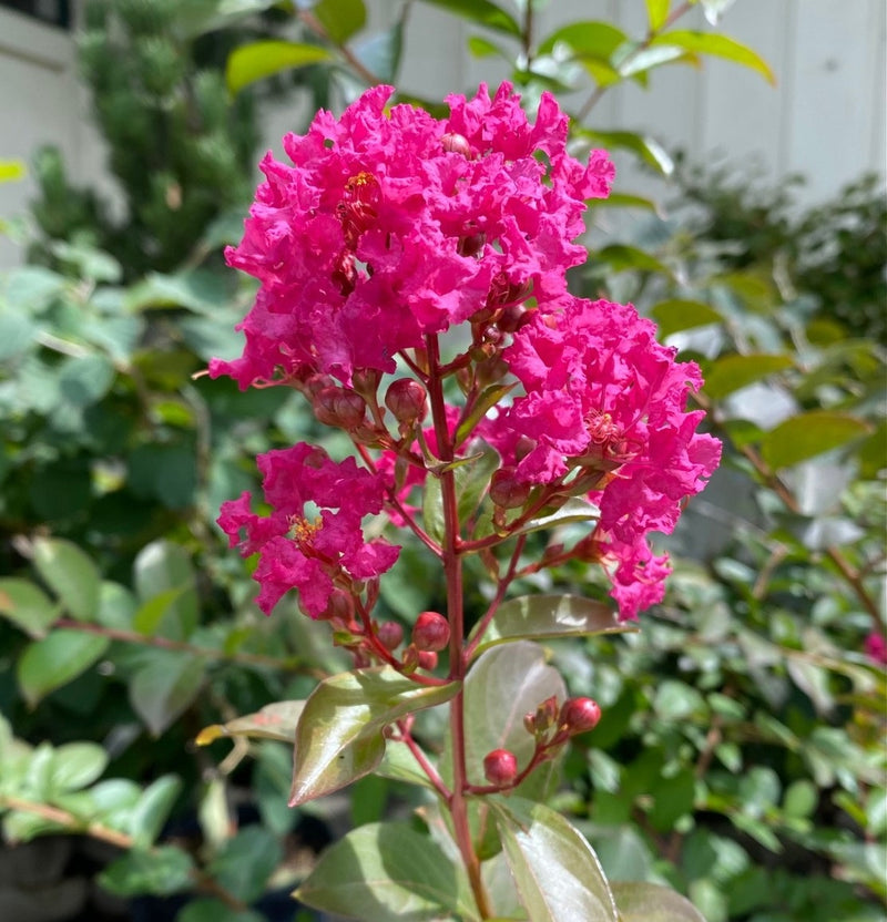 Lagerstroemia Tonto 