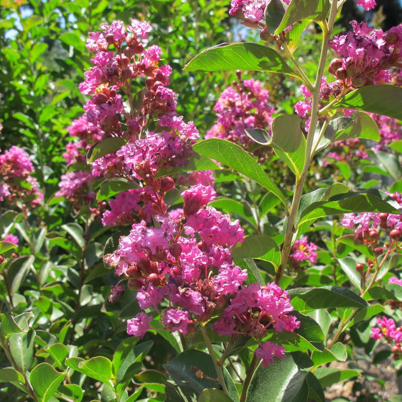 Lagerstroemia Zuni 