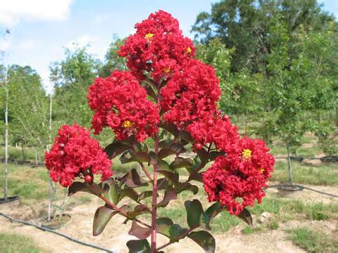 Lagerstroemia Siren Red 