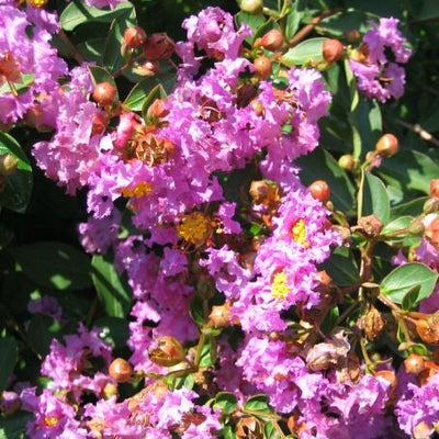 Lagerstroemia Violet Filli 