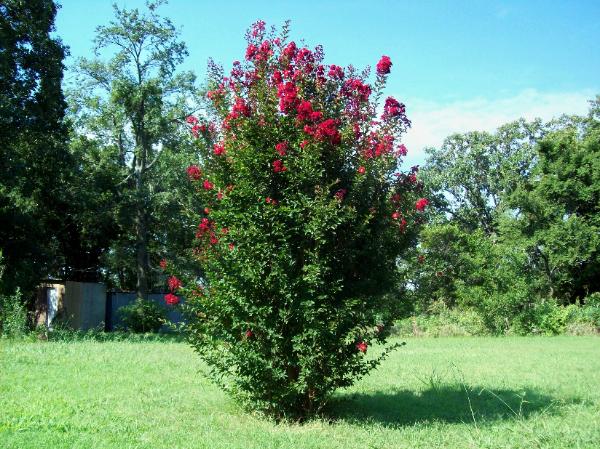 Lagerstroemia Red Rocket 