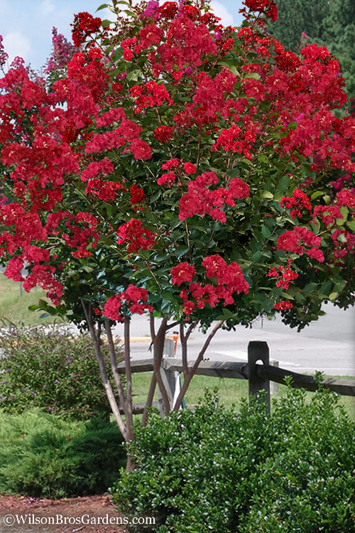 Lagerstroemia Colorama™ Scarlet 