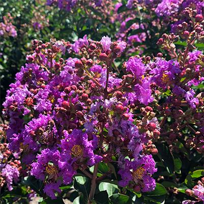 Lagerstroemia Purple Pop 