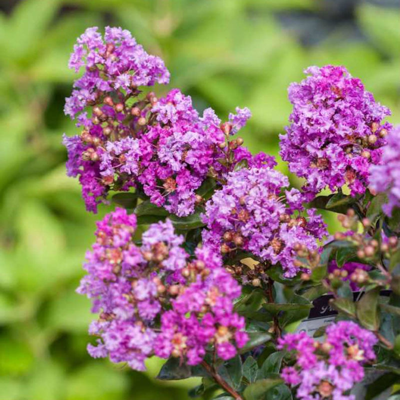 Lagerstroemia Purple Magic 