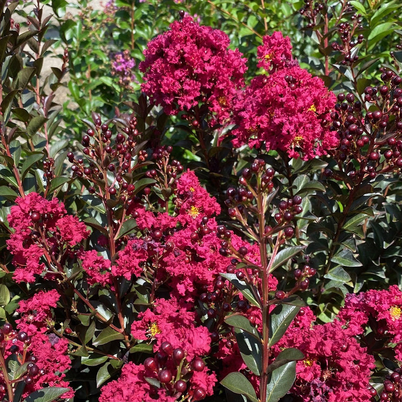 Lagerstroemia Double Feature 