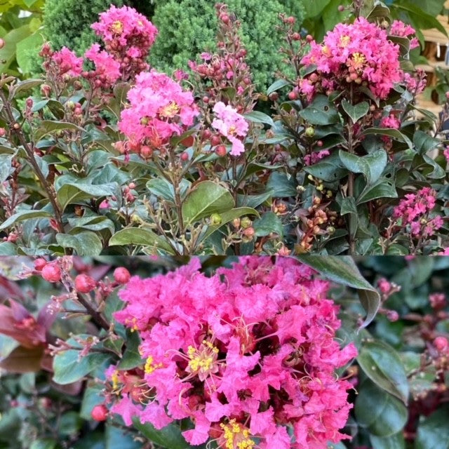 Lagerstroemia Coral Magic 