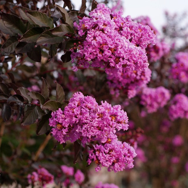 Lagerstroemia THS Lavender Skies 