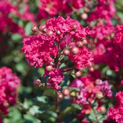 Lagerstroemia Princess Kylie 