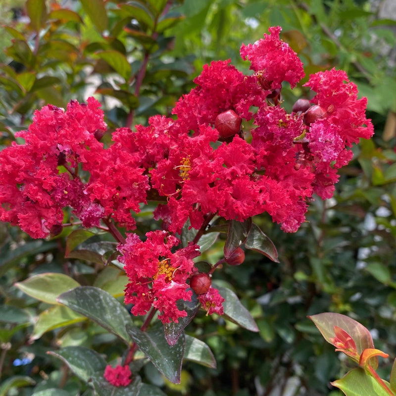 Lagerstroemia Princess Zoey 