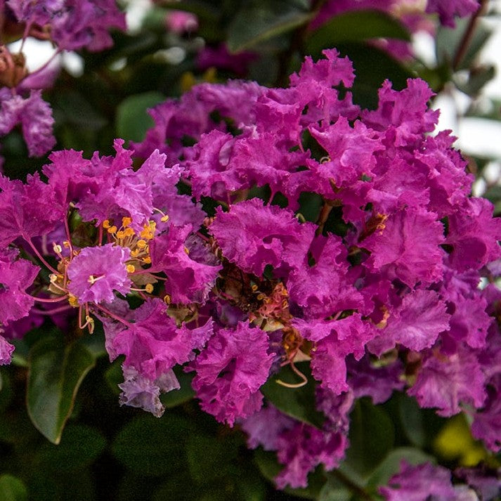 Lagerstroemia Bellini Grape 
