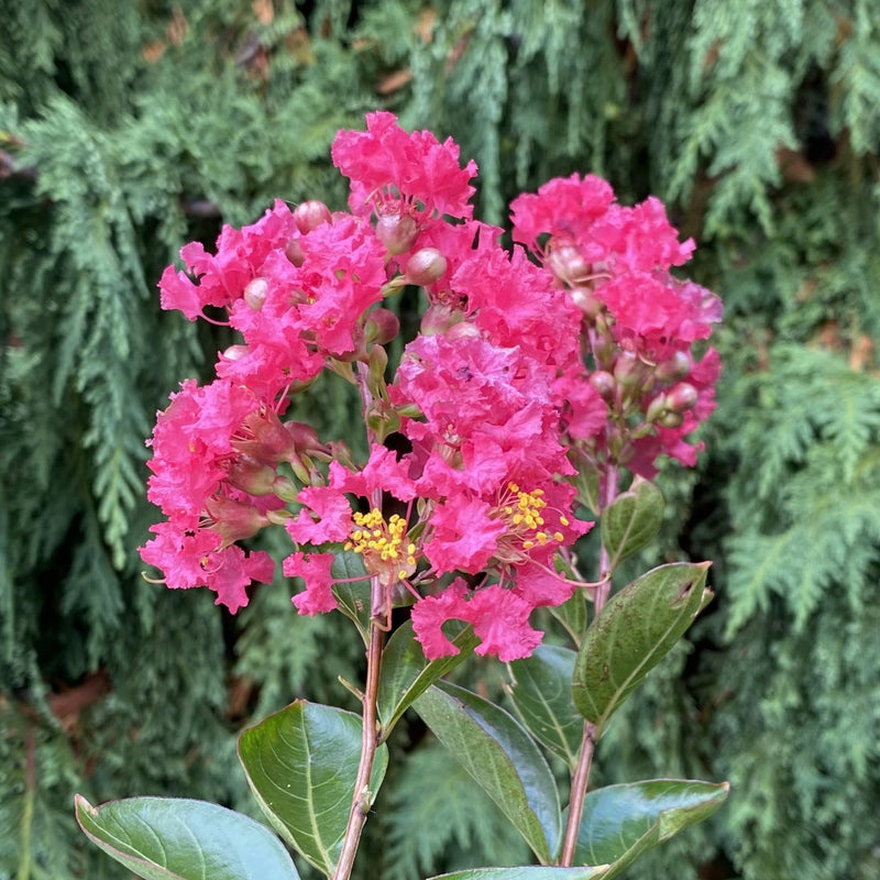 Lagerstroemia Bellini Raspberry 