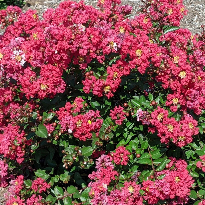 Lagerstroemia Bellini Strawberry 