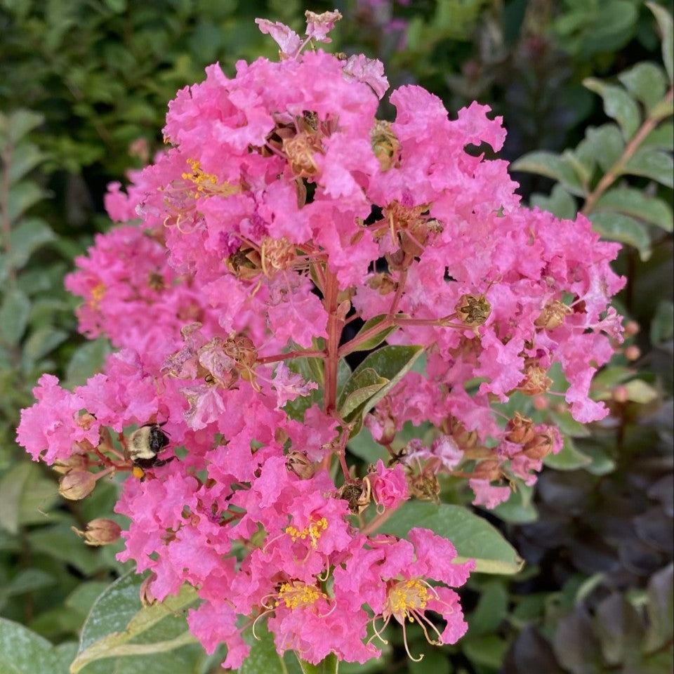 Lagerstroemia Hopi #1 – The Siebenthaler Company