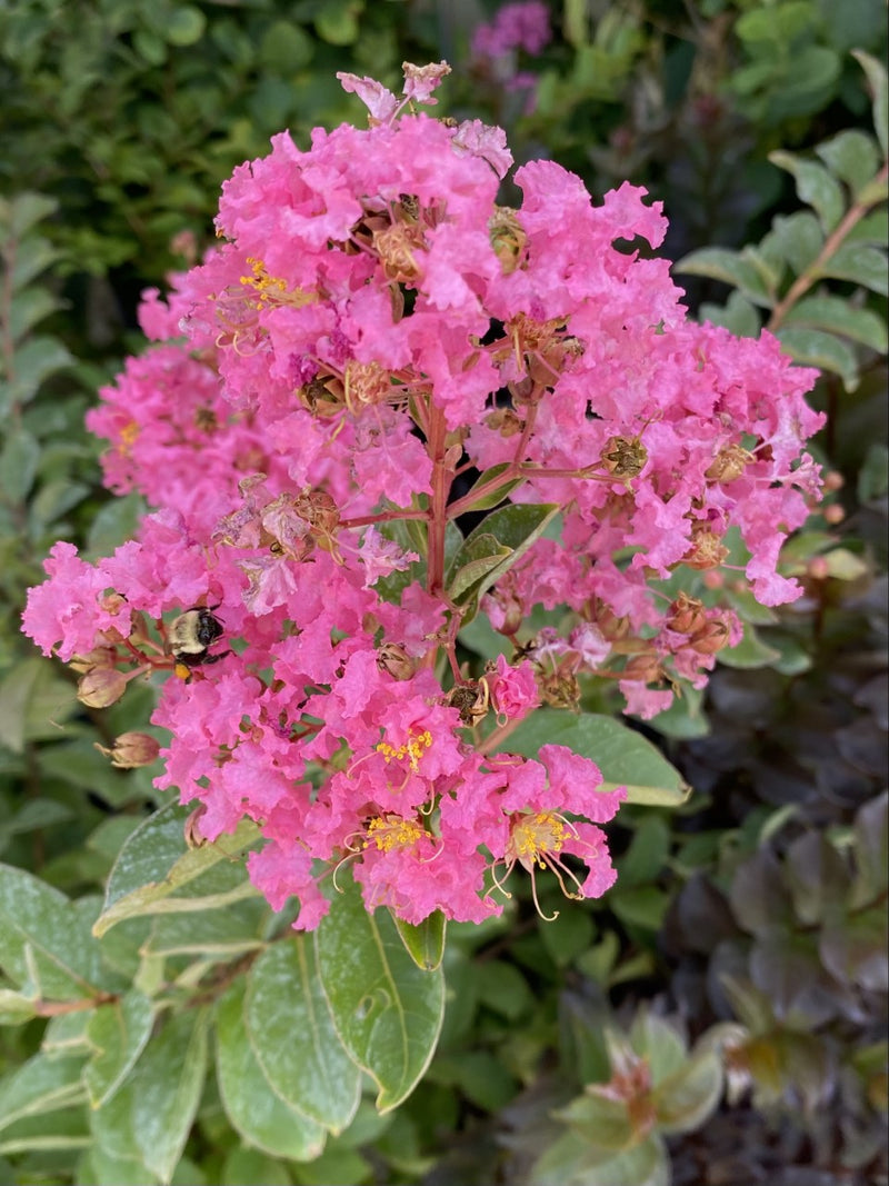 Lagerstroemia Hopi 