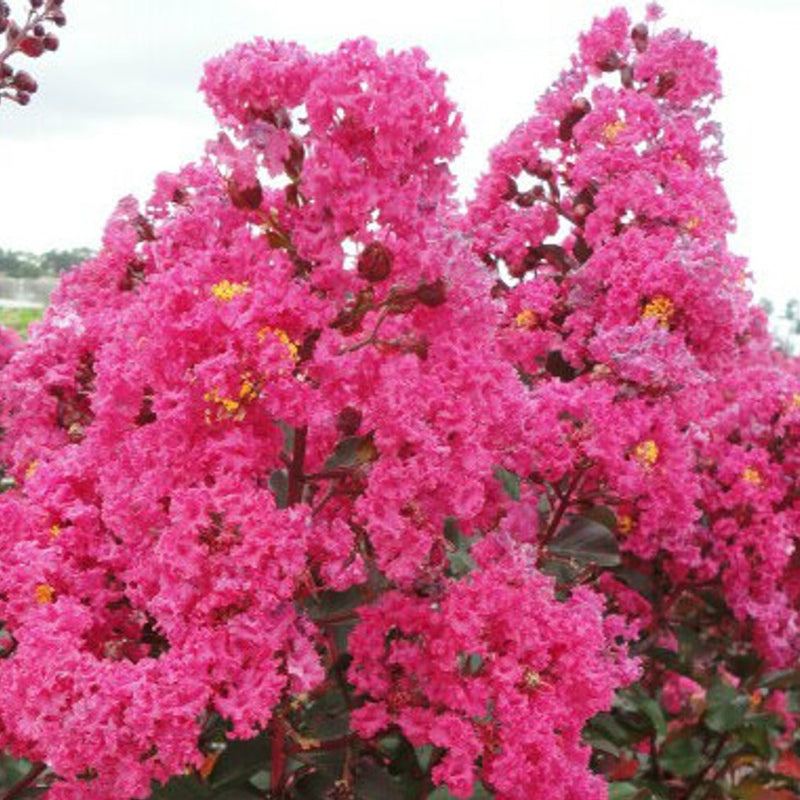 Lagerstroemia Pink Velour 