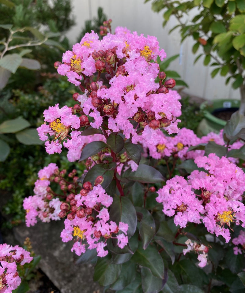 Lagerstroemia Rhapsody in Pink 