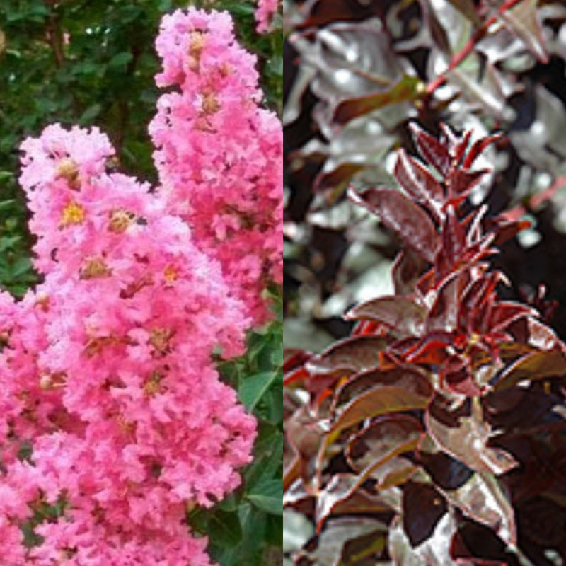 Lagerstroemia Plum Magic 