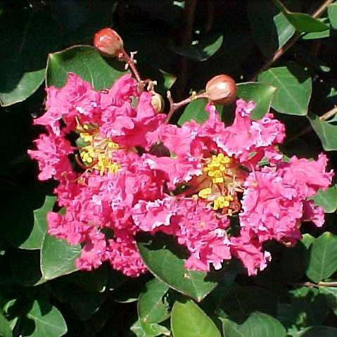 Lagerstroemia Raspberry Sundae 
