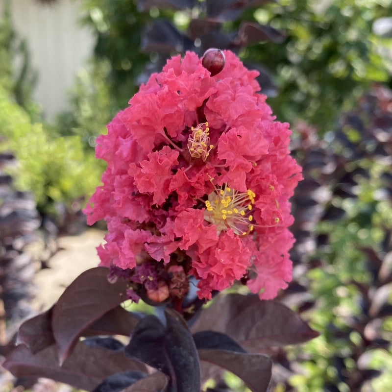 Lagerstroemia THS Coral Boom  