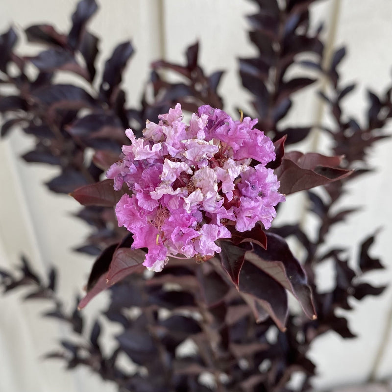 Lagerstroemia THS Lavender Blast 