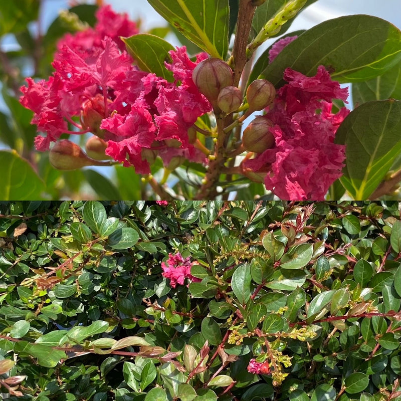 Lagerstroemia Princess Holly Ann 