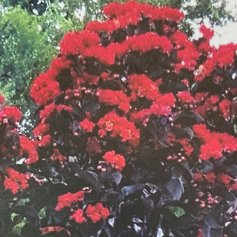 Lagerstroemia x THS Ruby